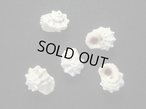 画像1: リュウキュウヒメカタベ (1)