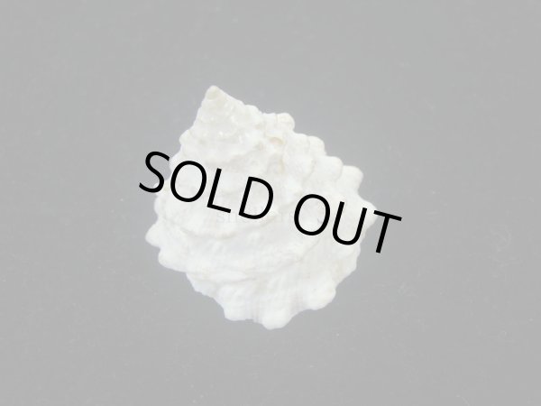 画像2: コガタギンタカハマ(Tectus noduliferus) (2)