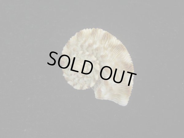 画像2: カドバリシドニーサザエ(Turbo torquatus whitleyi)　特小 (2)