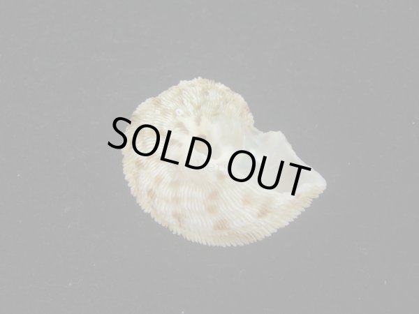 画像3: カドバリシドニーサザエ(Turbo torquatus whitleyi)　特小 (3)