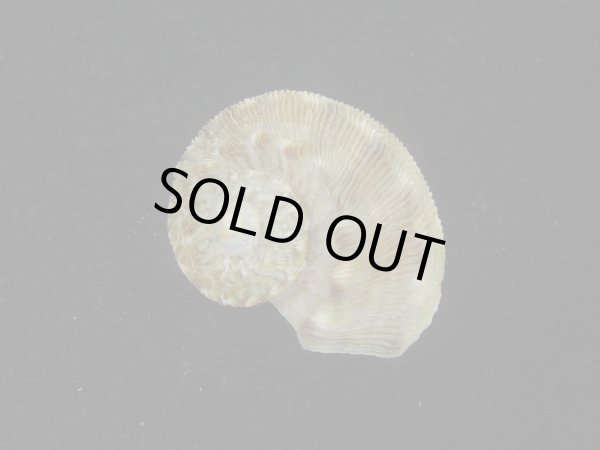 画像2: シドニーサザエ(Turbo torquatus)　特小 (2)