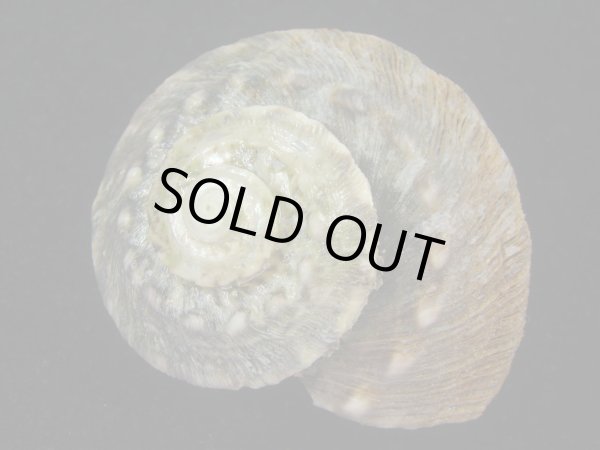 画像2: シドニーサザエ(Turbo torquatus) (2)