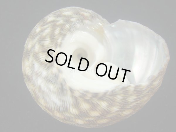 画像3: シドニーサザエ(Turbo torquatus) (3)