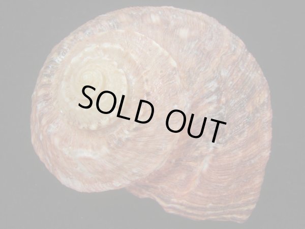 画像2: カドバリシドニーサザエ(Turbo torquatus whitleyi) 大　老成　紅 (2)