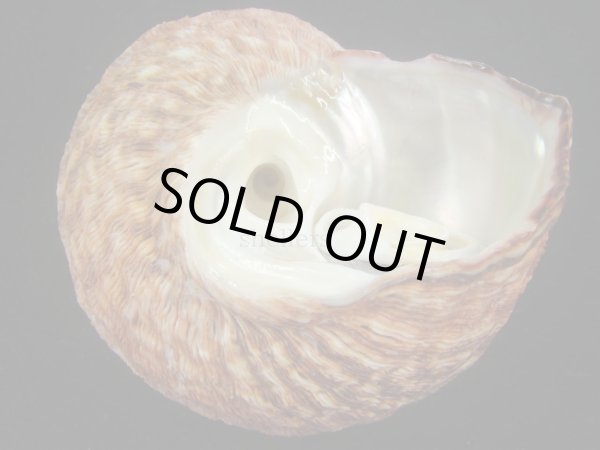 画像3: カドバリシドニーサザエ(Turbo torquatus whitleyi) 大　老成　紅 (3)