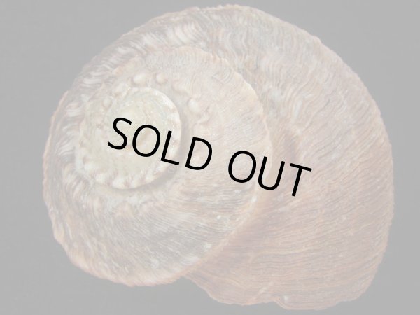 画像2: カドバリシドニーサザエ(Turbo torquatus whitleyi) 大　老成　美品　紅 (2)