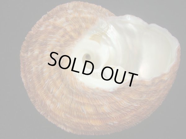 画像3: カドバリシドニーサザエ(Turbo torquatus whitleyi) 大　老成　美品　紅 (3)