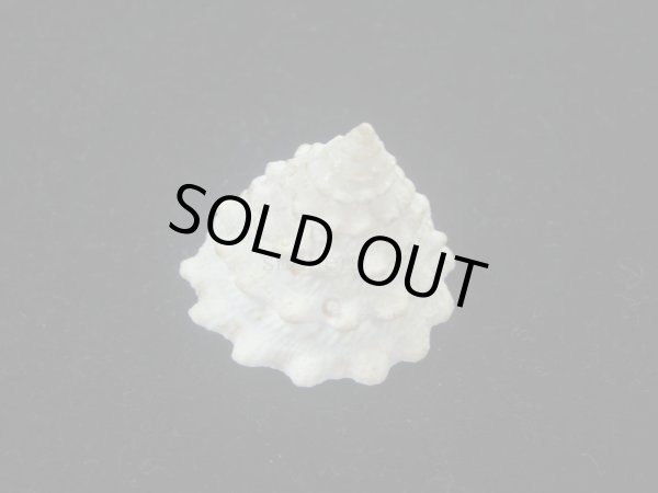 画像3: コガタギンタカハマ(Tectus noduliferus) (3)