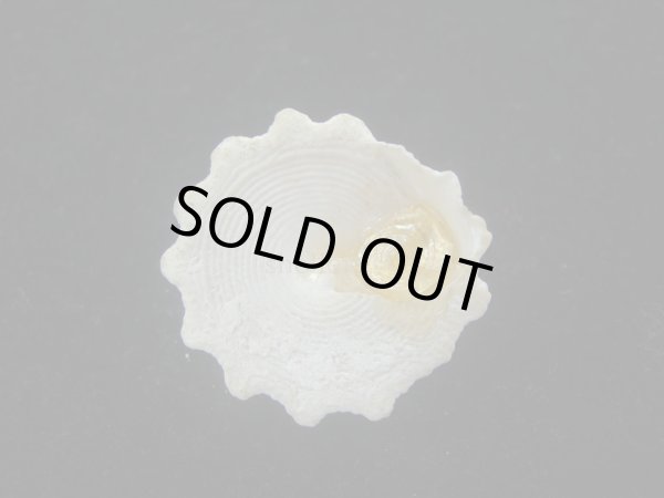 画像4: コガタギンタカハマ(Tectus noduliferus) (4)