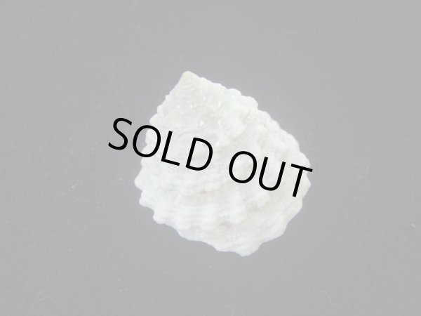 画像2: コガタギンタカハマ(Tectus noduliferus) (2)