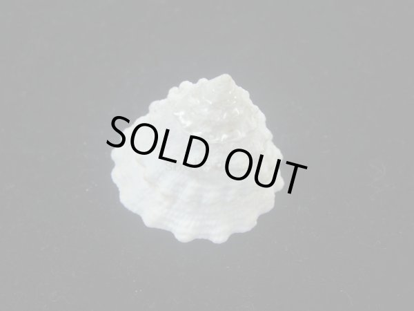 画像3: コガタギンタカハマ(Tectus noduliferus) (3)