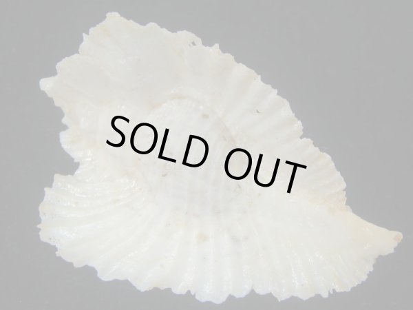 画像2: アラフラバショウ(Pterynotus bednalli) 死殻だけど老成　大 (2)