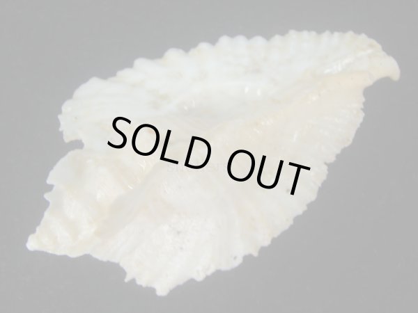 画像3: アラフラバショウ(Pterynotus bednalli) 死殻だけど老成　大 (3)