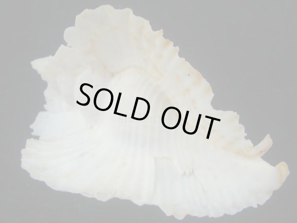 画像2: アラフラバショウ(Pterynotus bednalli) 83ｍｍ　特大　美品 (2)