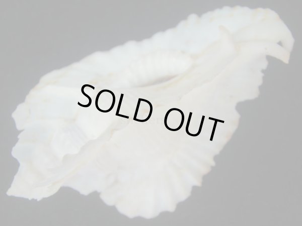 画像3: アラフラバショウ(Pterynotus bednalli) 83ｍｍ　特大　美品 (3)