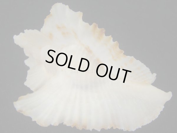 画像2: アラフラバショウ(Pterynotus bednalli) 大　特美品　ピンクグラデーション (2)