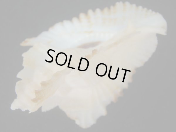 画像3: アラフラバショウ(Pterynotus bednalli) 大　特美品　ピンクグラデーション (3)