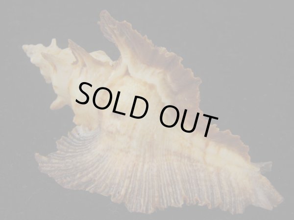 画像2: サギノハヨウラク(Pterynotus acanthopterus) 濃色ツートーン　老成 (2)