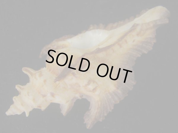 画像3: サギノハヨウラク(Pterynotus acanthopterus) 濃色ツートーン　老成 (3)