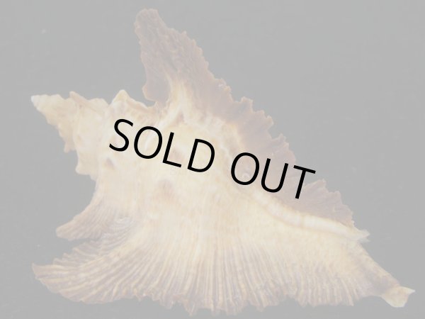 画像2: サギノハヨウラク(Pterynotus acanthopterus) 90ｍｍ　特大　濃色ツートーン　老成 (2)