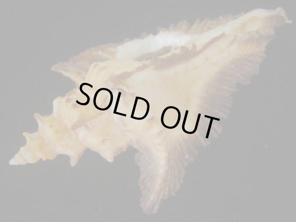 画像3: サギノハヨウラク(Pterynotus acanthopterus) 90ｍｍ　特大　濃色ツートーン　老成 (3)