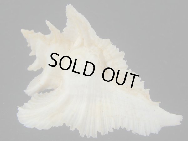 画像2: サギノハヨウラク(Pterynotus acanthopterus) ホワイトグラデーション　美品 (2)