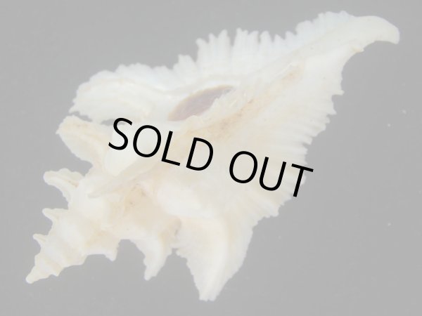 画像3: サギノハヨウラク(Pterynotus acanthopterus) ホワイトグラデーション　美品 (3)