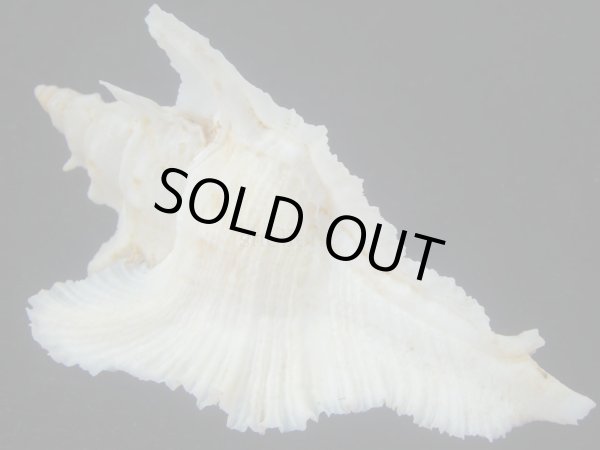 画像2: サギノハヨウラク(Pterynotus acanthopterus) 92.5ｍｍ　特大　ホワイトグラデーション　老成 (2)