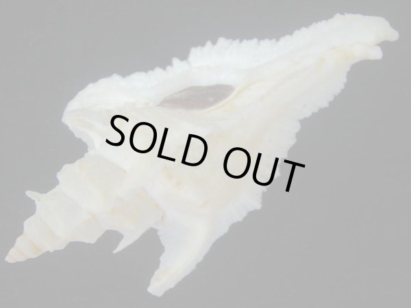 画像3: サギノハヨウラク(Pterynotus acanthopterus) 92.5ｍｍ　特大　ホワイトグラデーション　老成 (3)