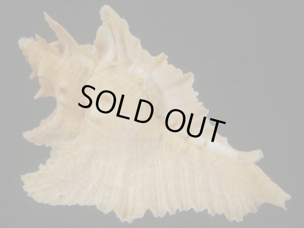 画像2: サギノハヨウラク(Pterynotus acanthopterus) ツートーン (2)