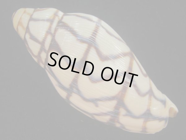 画像2: ブランデーガイ(Volutoconus bednalli) (2)