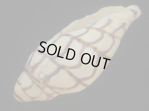 画像3: ブランデーガイ(Volutoconus bednalli) (3)