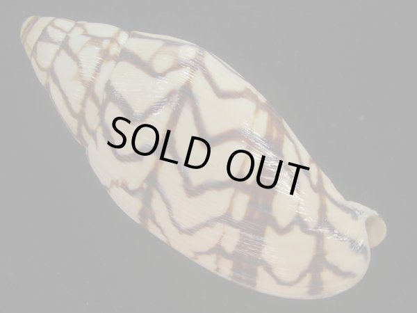 画像2: ブランデーガイ(Volutoconus bednalli) 死殻だけど美品　老成 (2)