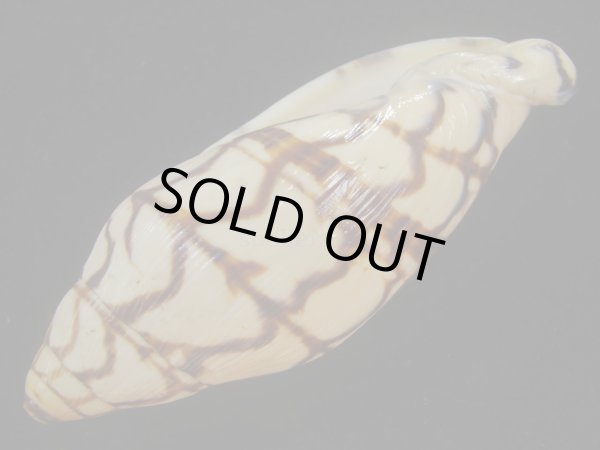 画像3: ブランデーガイ(Volutoconus bednalli) 死殻だけど美品　老成 (3)