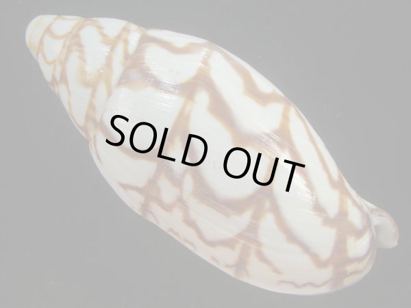 画像2: ブランデーガイ(Volutoconus bednalli) 死殻だけど大　美品　特老成 (2)