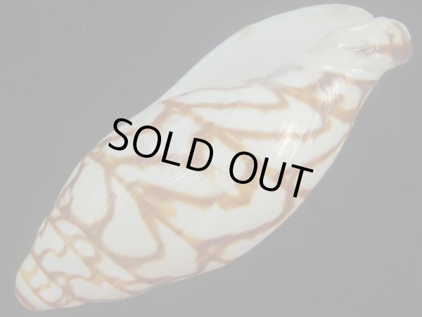 画像3: ブランデーガイ(Volutoconus bednalli) 死殻だけど大　美品　特老成 (3)