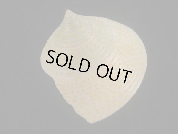 画像2: マウリエビス(Calliostoma selectum) 美品 (2)