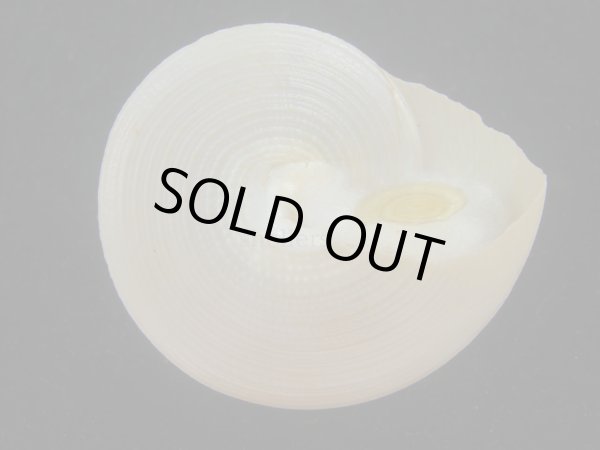 画像3: マウリエビス(Calliostoma selectum) 美品 (3)