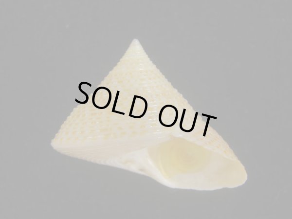 画像1: マウリエビス(Calliostoma selectum) 濃色 (1)