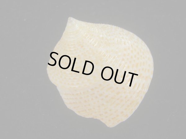 画像2: マウリエビス(Calliostoma selectum) 濃色 (2)