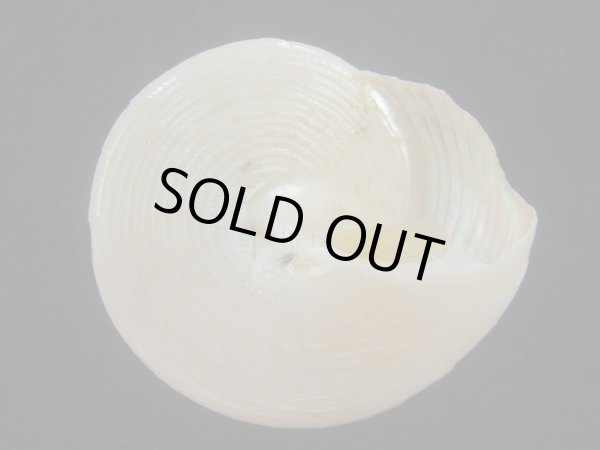 画像3: マウリエビス(Calliostoma selectum) 濃色 (3)