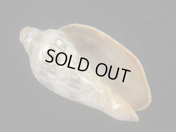 画像1: ミユキコオロギ(Cymbiola nivosa) 老成　美品 (1)