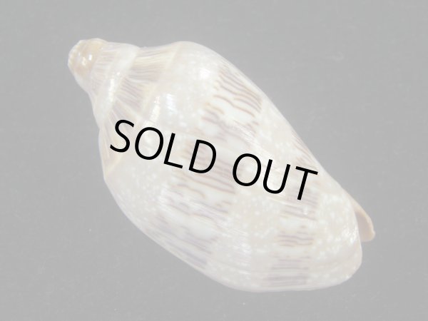 画像2: ミユキコオロギ(Cymbiola nivosa) 老成　美品 (2)