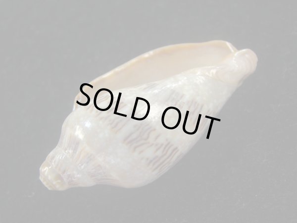 画像3: ミユキコオロギ(Cymbiola nivosa) 老成　美品 (3)