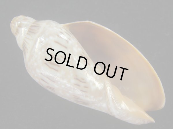 画像1: ミユキコオロギ(Cymbiola nivosa) 美品 (1)