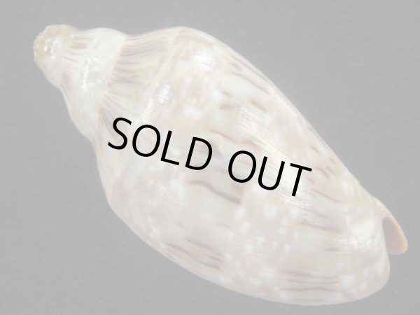 画像2: ミユキコオロギ(Cymbiola nivosa) 美品 (2)