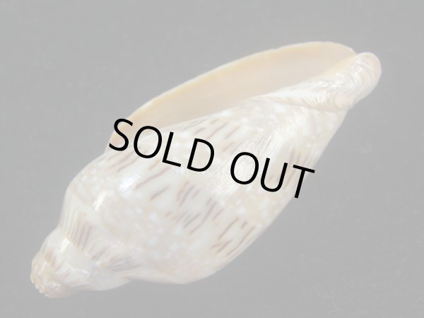 画像3: ミユキコオロギ(Cymbiola nivosa) 美品 (3)