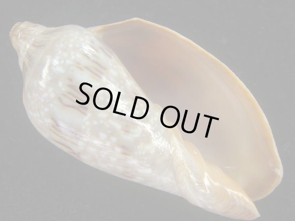 画像1: ミユキコオロギ(Cymbiola nivosa) 美品 (1)