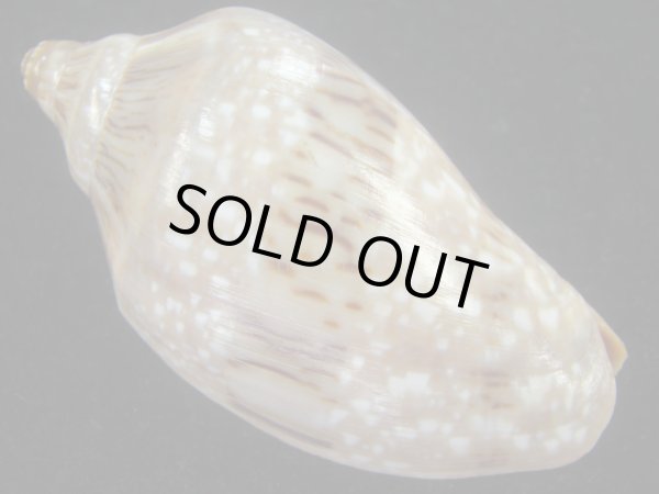 画像2: ミユキコオロギ(Cymbiola nivosa) 美品 (2)