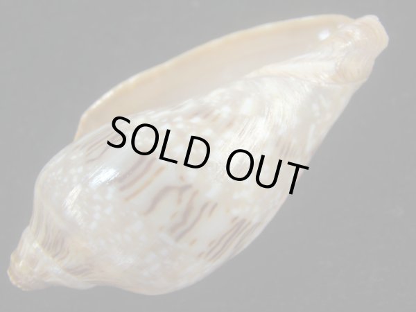 画像3: ミユキコオロギ(Cymbiola nivosa) 美品 (3)